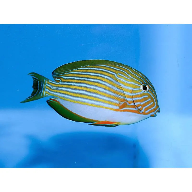 Acanthurus lineatus