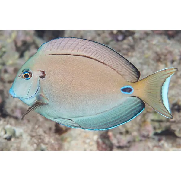 Acanthurus tennentii
