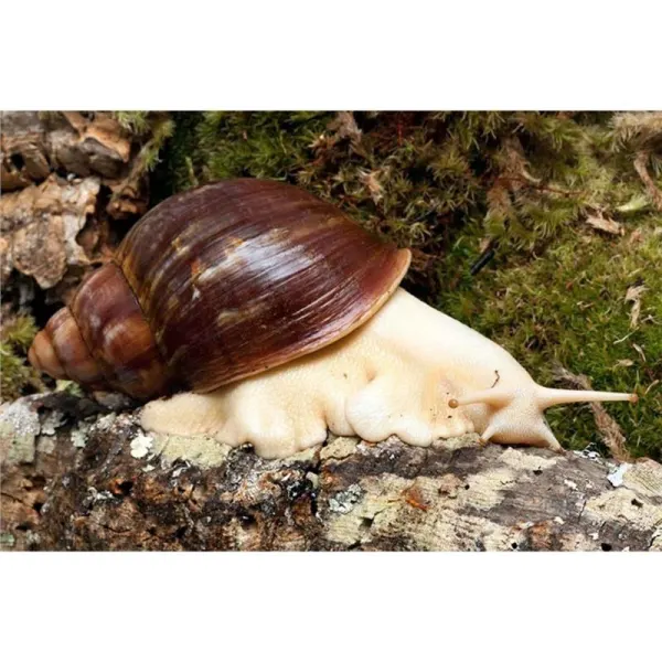 Achatina sp. Togo White body - African giant snail