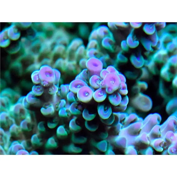 Acropora sp. mix color-Frag