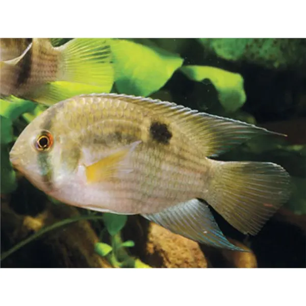 Aequidens maronii (Keyhole Cichlid)