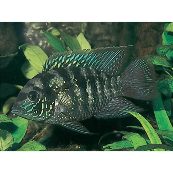 Aequidens pulcher latifrons