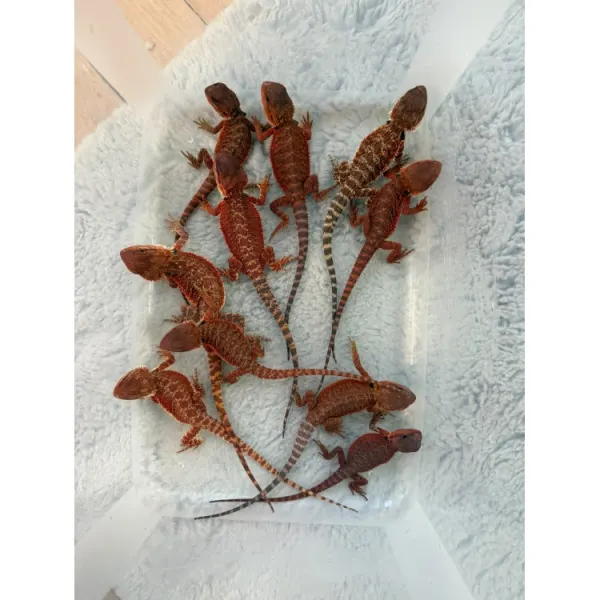 Agama cu barba Pogona vitticeps RED MONSTER -pui