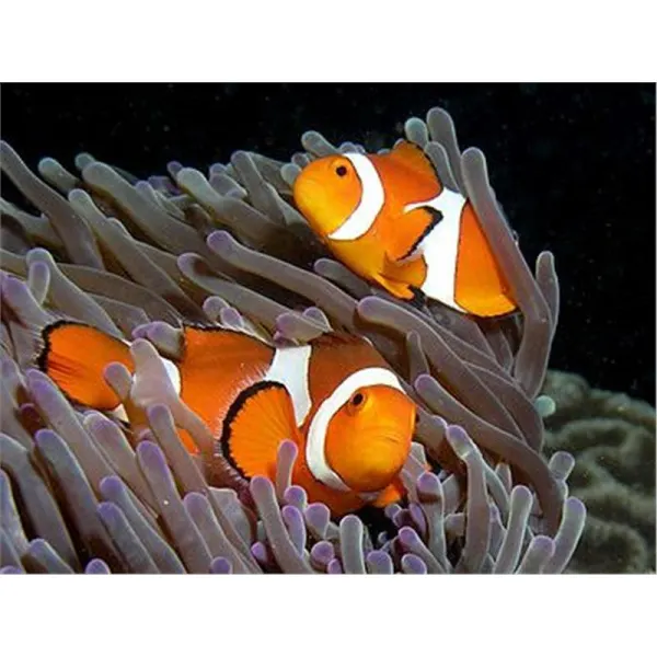 Amphiprion ocellaris (pestele Clown)