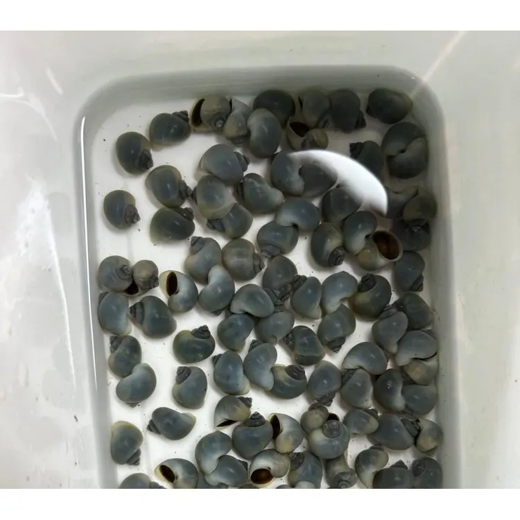 Amularis sp. australs blue