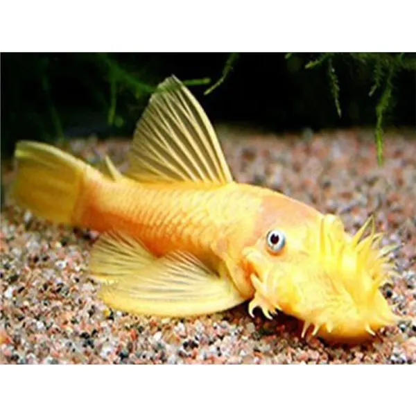 Ancistrus albino