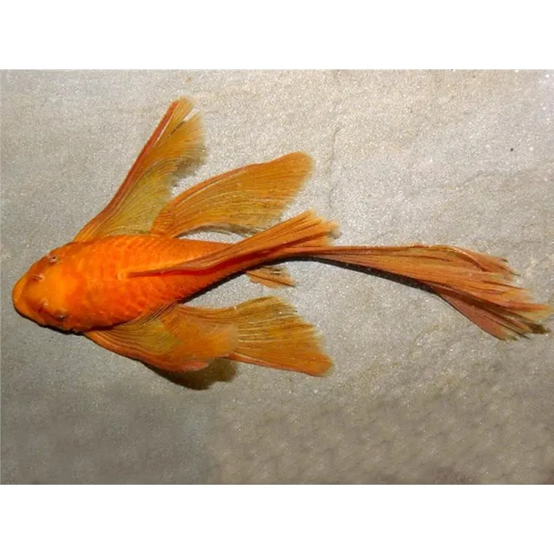Ancistrus sp. super red long fin