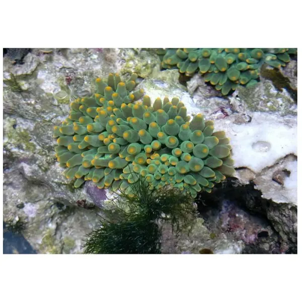 Anemona Heteractis Balu (verde profund)