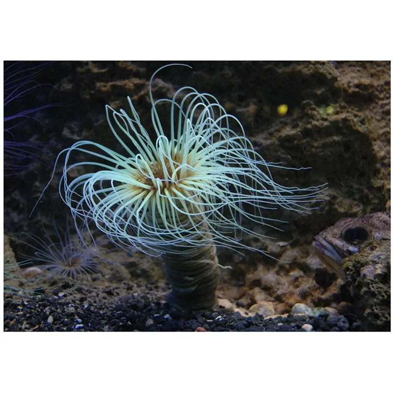 Anemona Tub (Membranaceus Cerianthus)