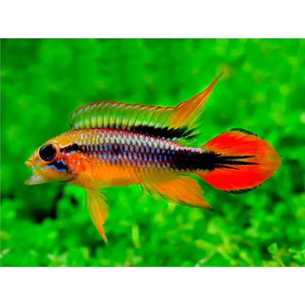 Apistogramma agassizi gold red