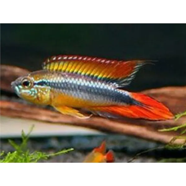 Apistogramma agassizi red dorsal