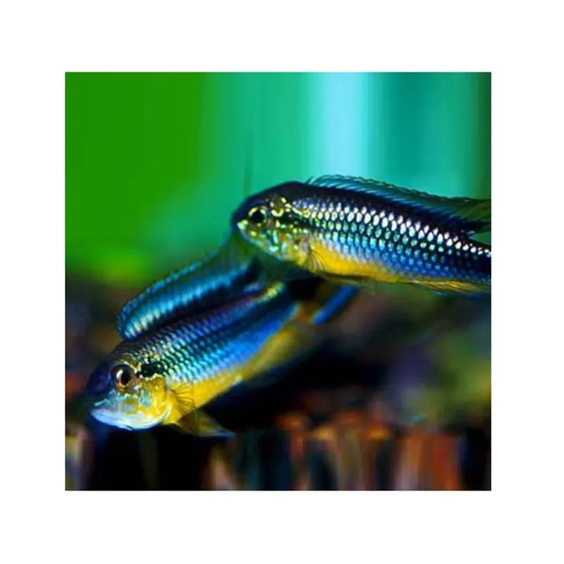 Apistogramma agassizi Rio Tefe-Blue
