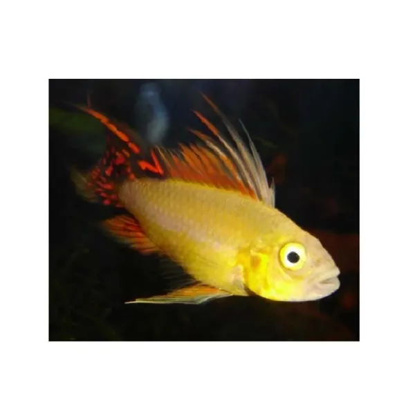 Apistogramma cacatuoides gold red