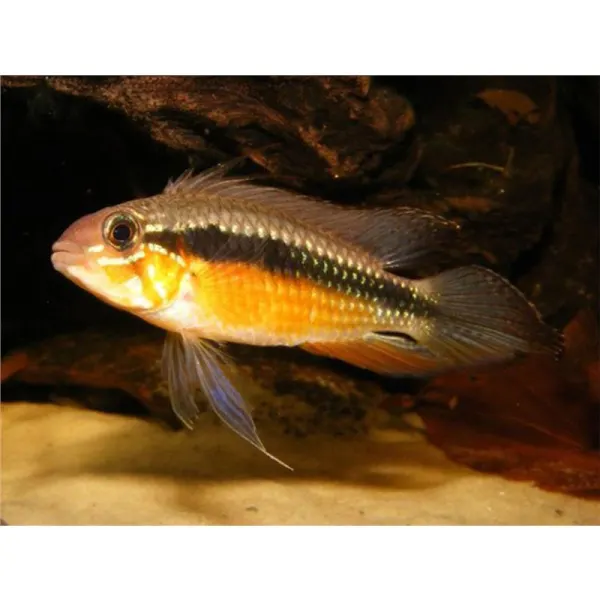Apistogramma elizabethae