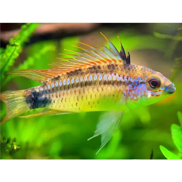 Apistogramma eremnopyge