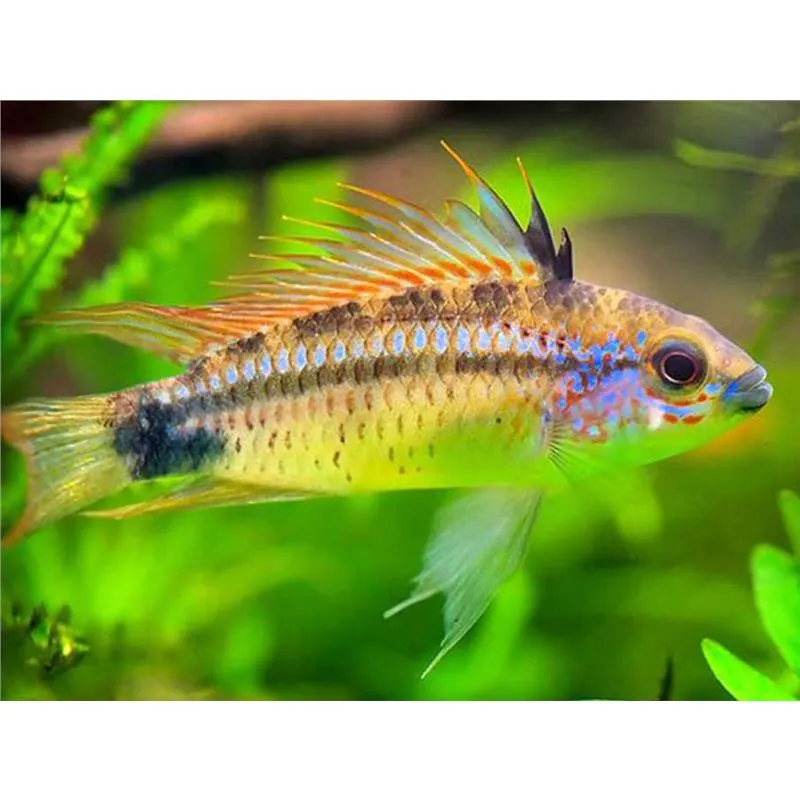 Apistogramma eremnopyge