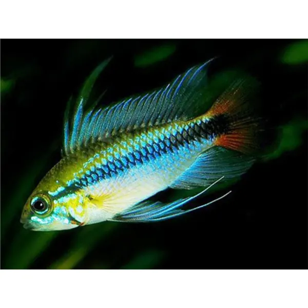 Apistogramma sp. mamore