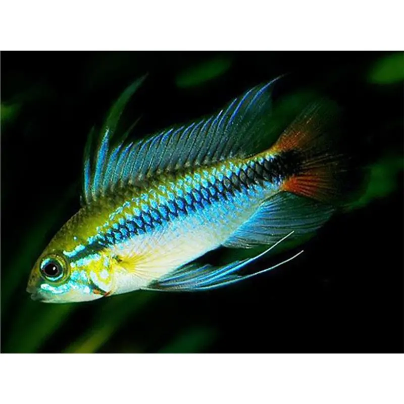 Apistogramma sp. mamore