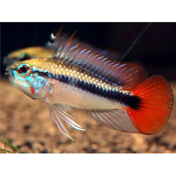 Apistogramma sp. mamore red