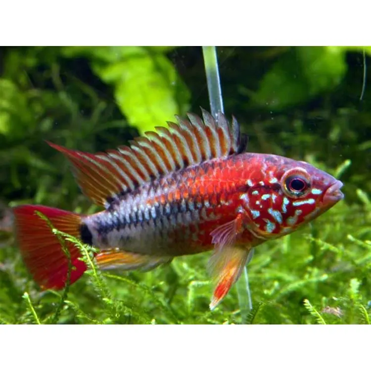 Apistogramma sp. Viejeta