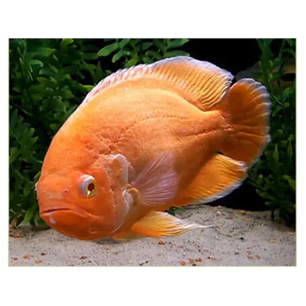 Astronotus ocellatus albino red