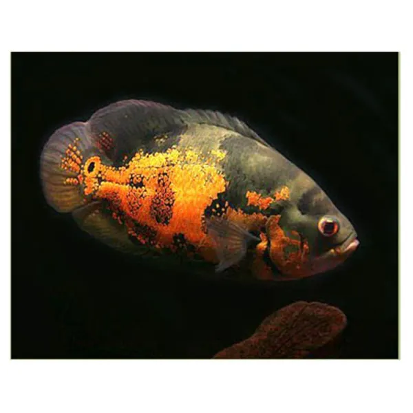 Astronotus ocellatus tiger oscar