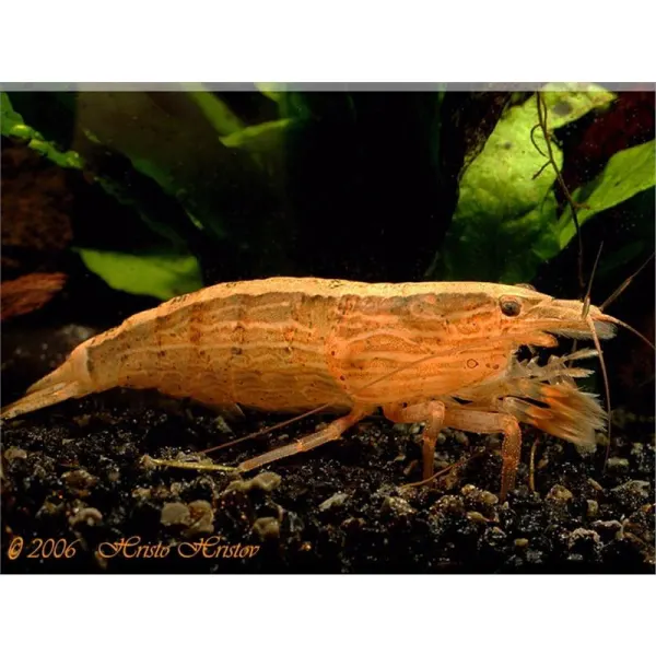 Atyopsis moluccensis 'Bamboo Shrimp'