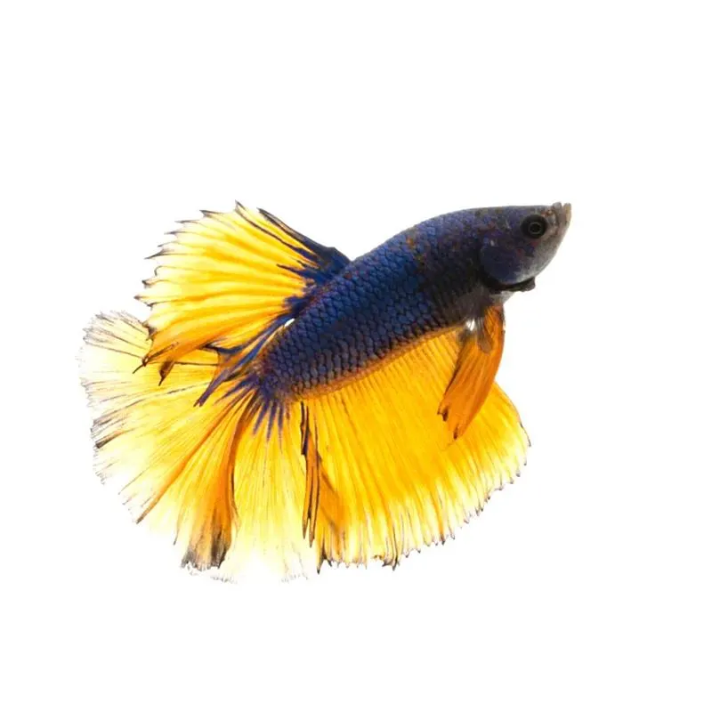 Betta Halfmoon Mustard Mascul