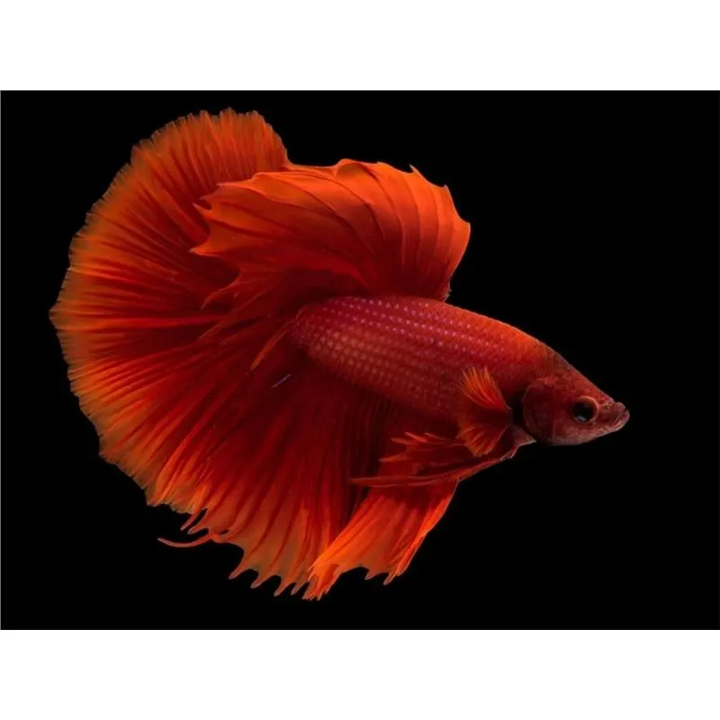 Betta spl.male halfmoon dragon mix