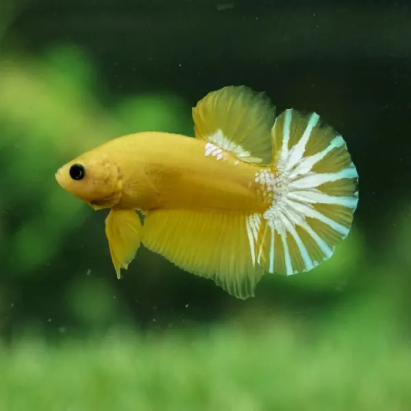 Betta spl. plakat hellboy yellow Mascul XL