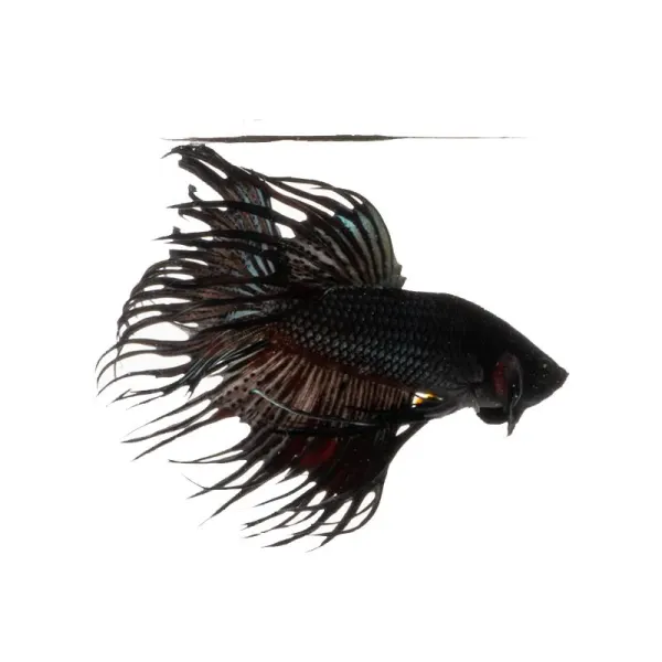 Betta splendens Crowntail Black Mascul