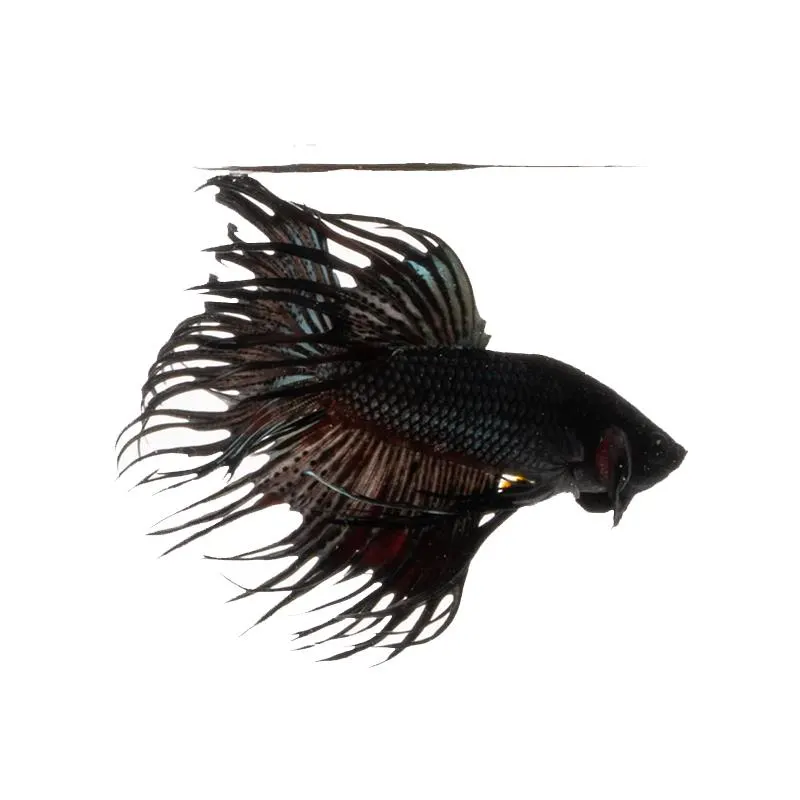 Betta splendens Crowntail Black Mascul