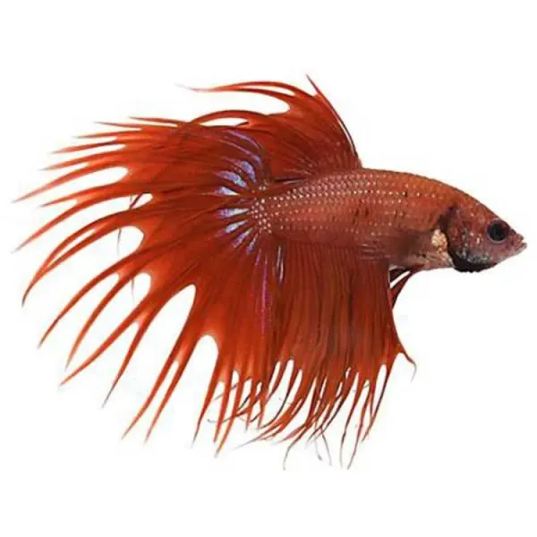 Betta splendens Crowntail Fancy MIX Mascul