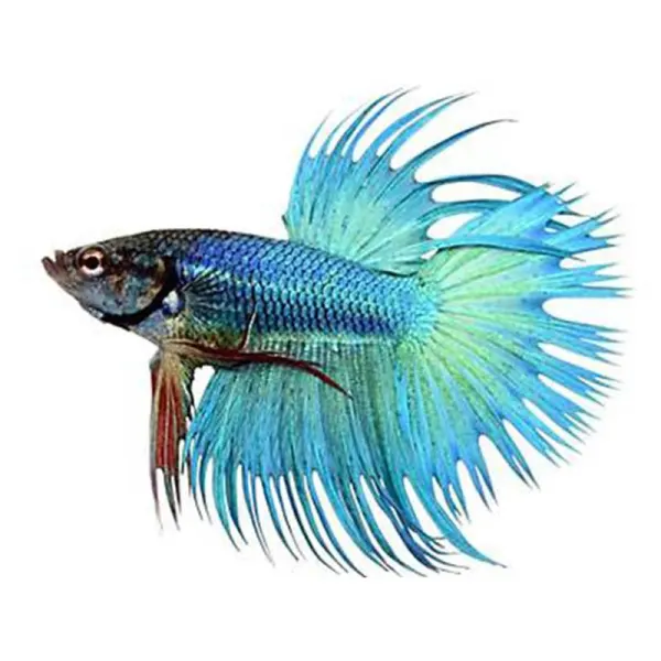 Betta splendens Crowntail Green Mascul