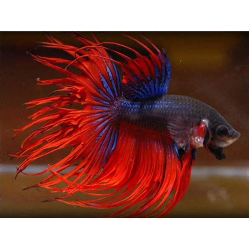 Betta splendens Crowntail MIX Mascul