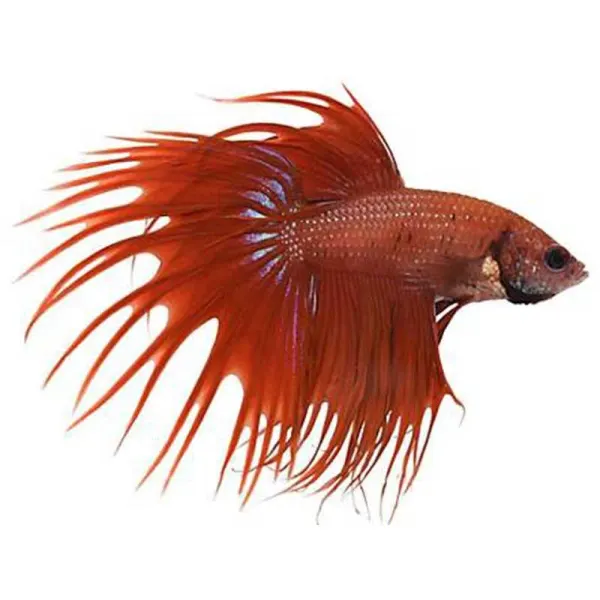 Betta splendens Crowntail Red Mascul