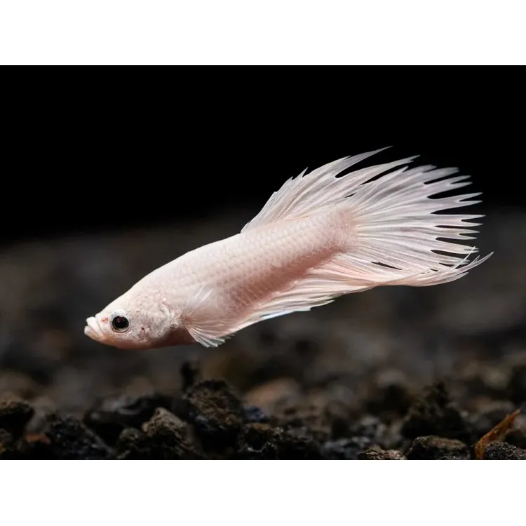 Betta splendens Crowntail White Mascul