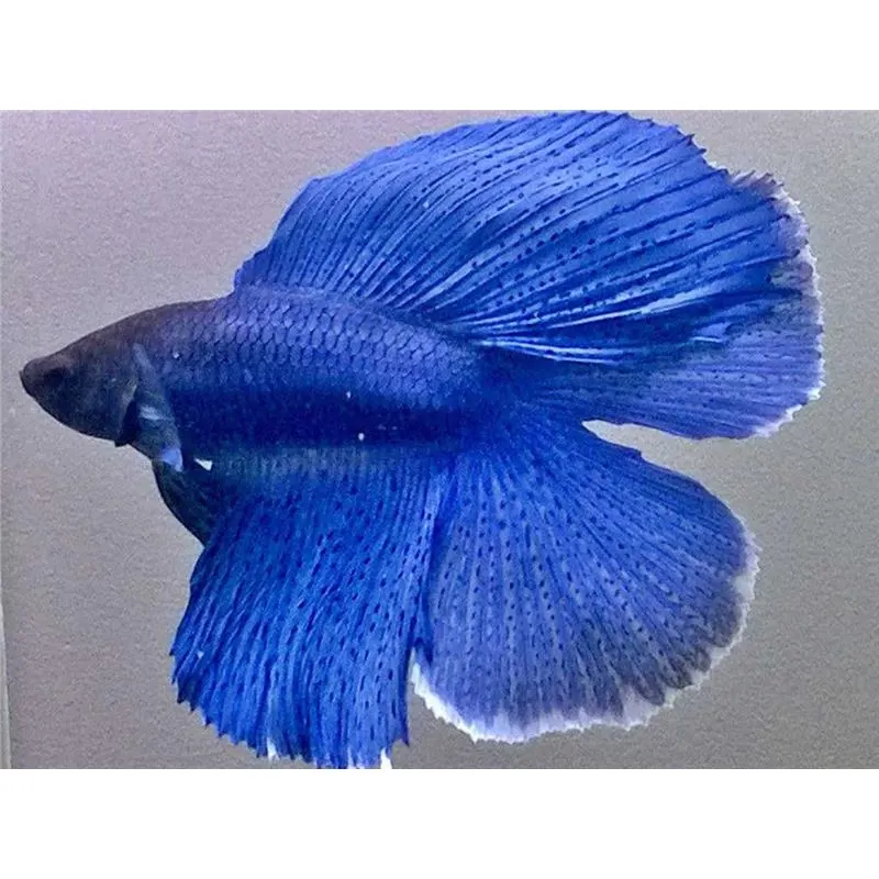 Betta splendens Doubletail Blue Mascul