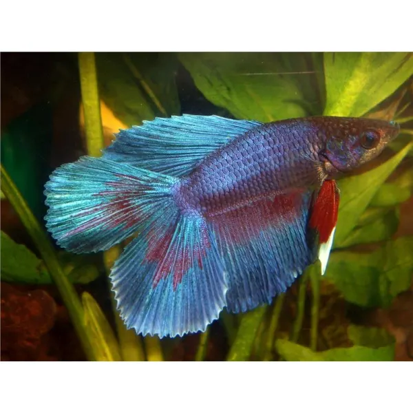 Betta splendens Doubletail MIX Mascul