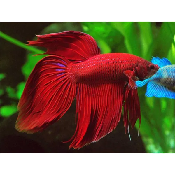 Betta splendens Doubletail Red Mascul