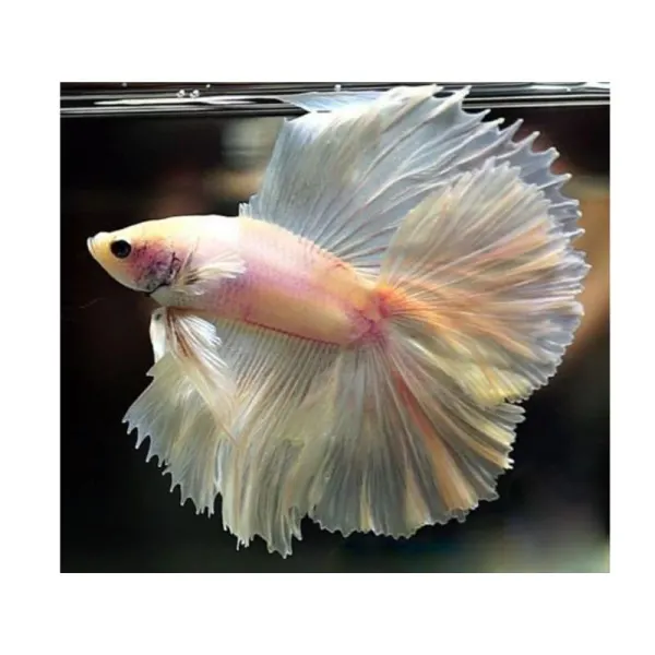 Betta splendens Doubletail White Mascul