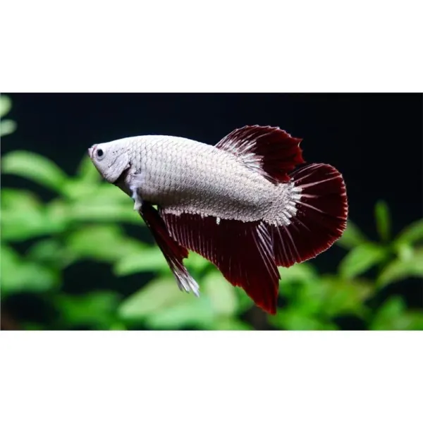 Betta splendens Dragon Plakat MIX Mascul