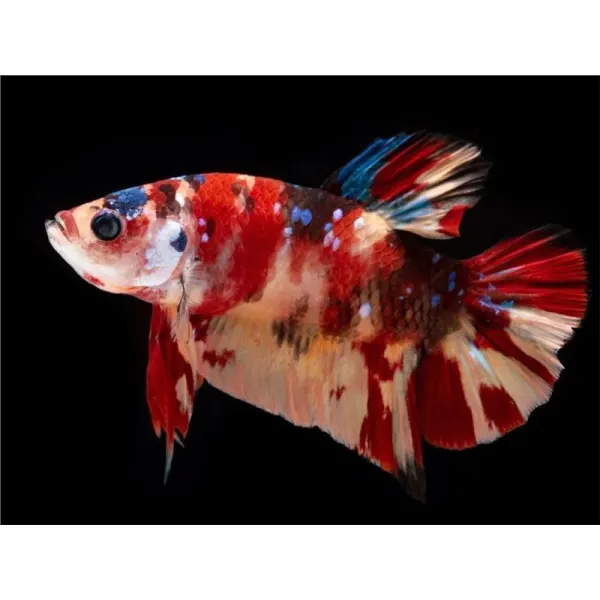 Betta splendens Giant Koi Mascul