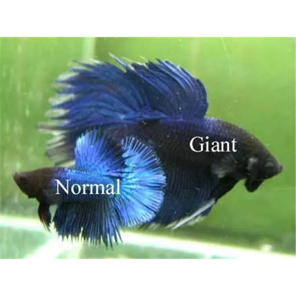 Betta splendens Giant Mascul