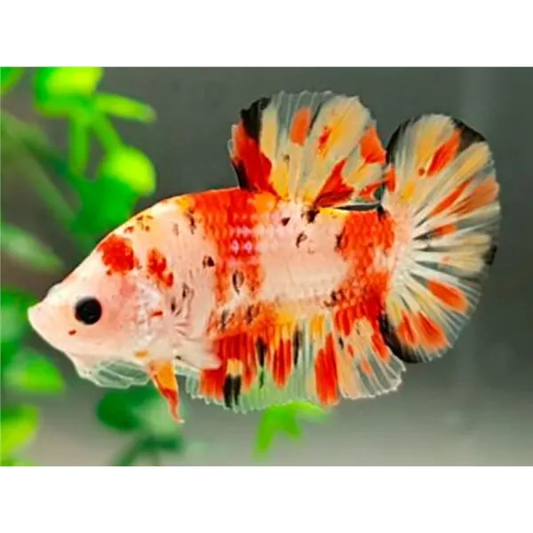 Betta splendens Giant Nemo Mascul