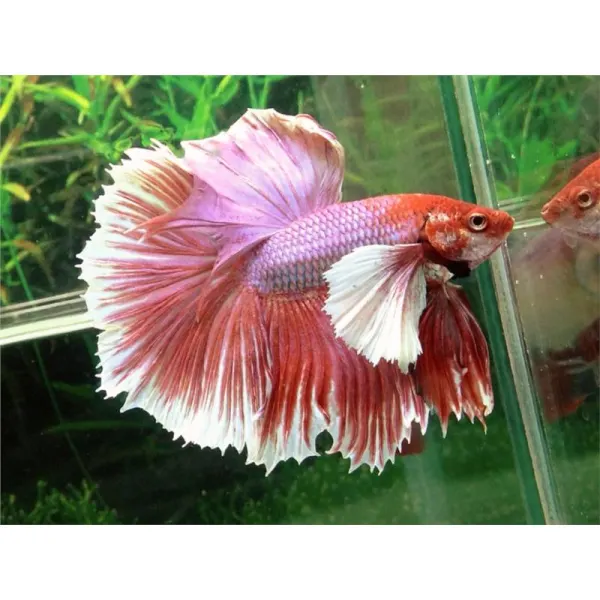 Betta splendens Halfmoon Big Ears XL Mascul