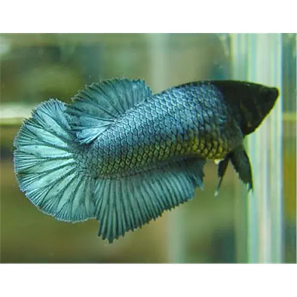 Betta splendens Halfmoon Femela