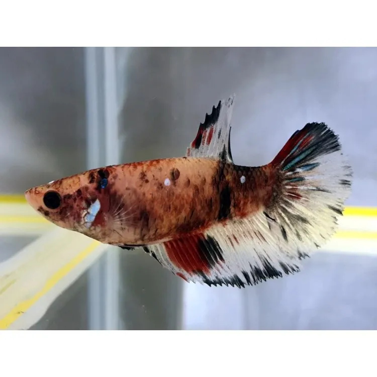 Betta splendens Halfmoon Koi Femela