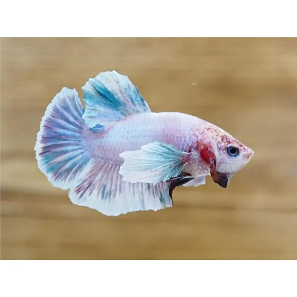 Betta splendens Halfmoon Plakat MIX Mascul
