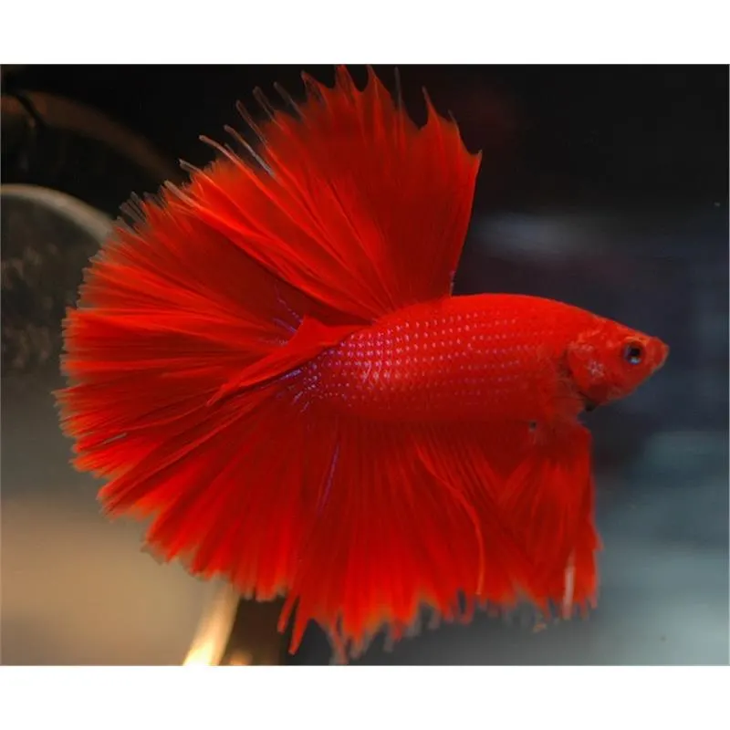 Betta Splendens Male Halfmoon Red